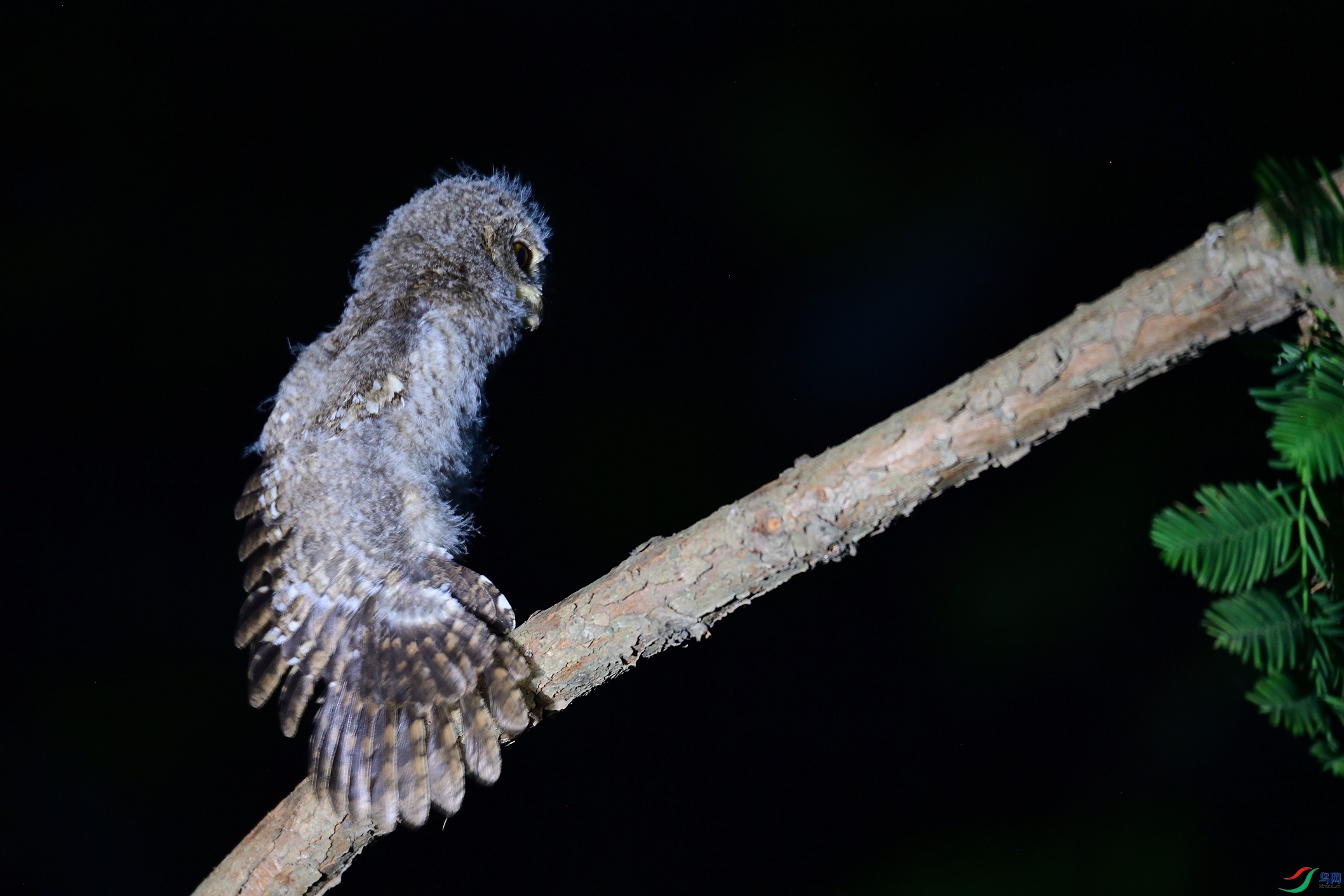 DSC_9774.jpg