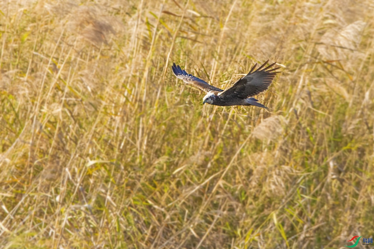 _DSC7288a.jpg