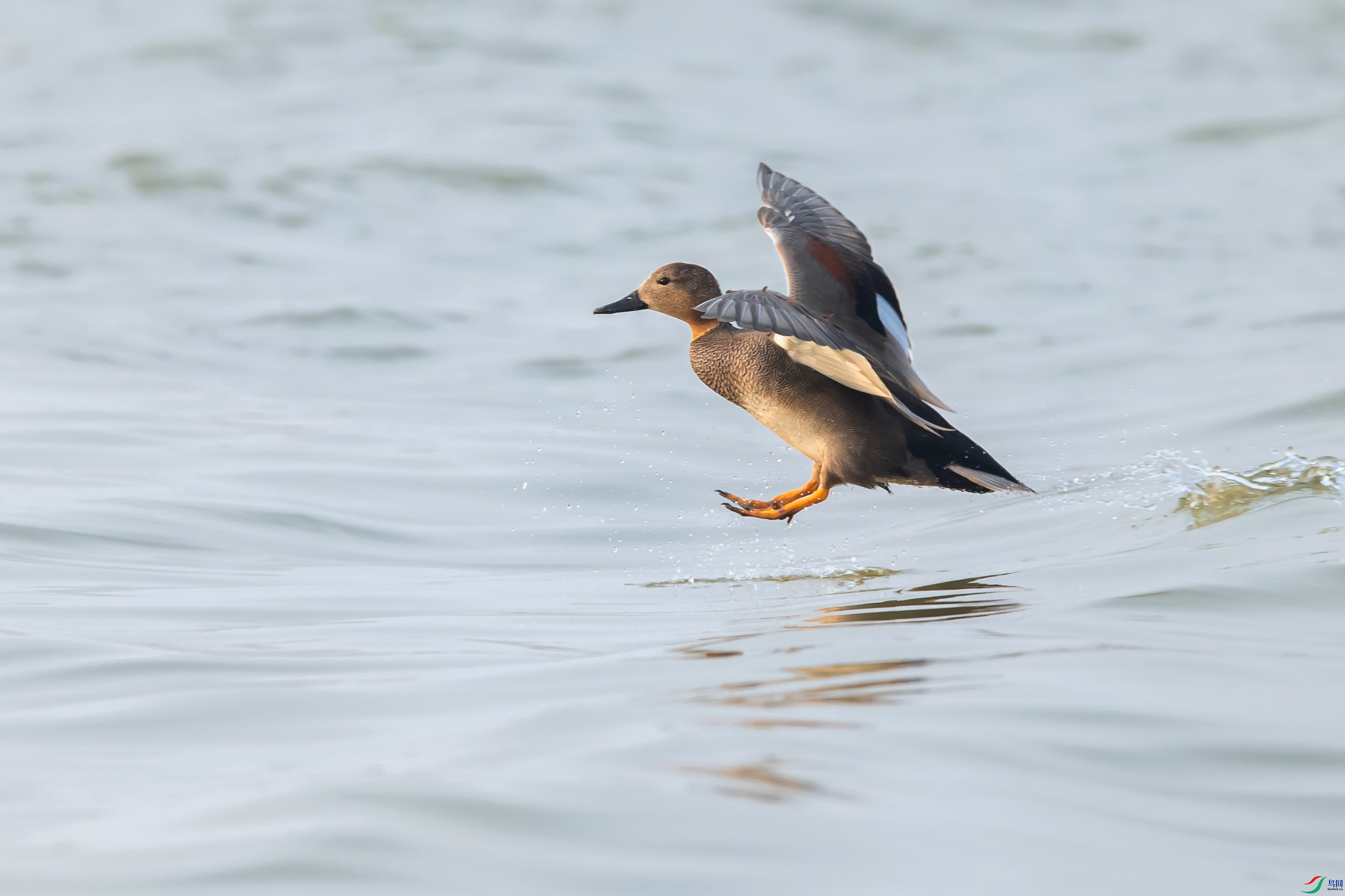 DSC_4387-ps.jpg