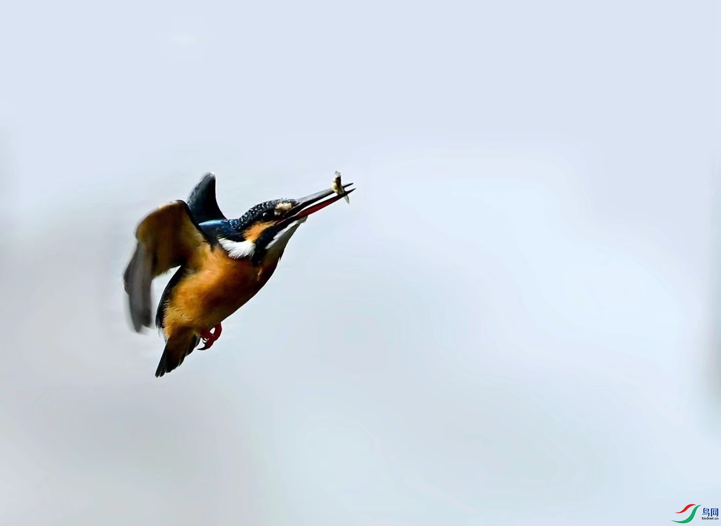 1611790929728.jpeg