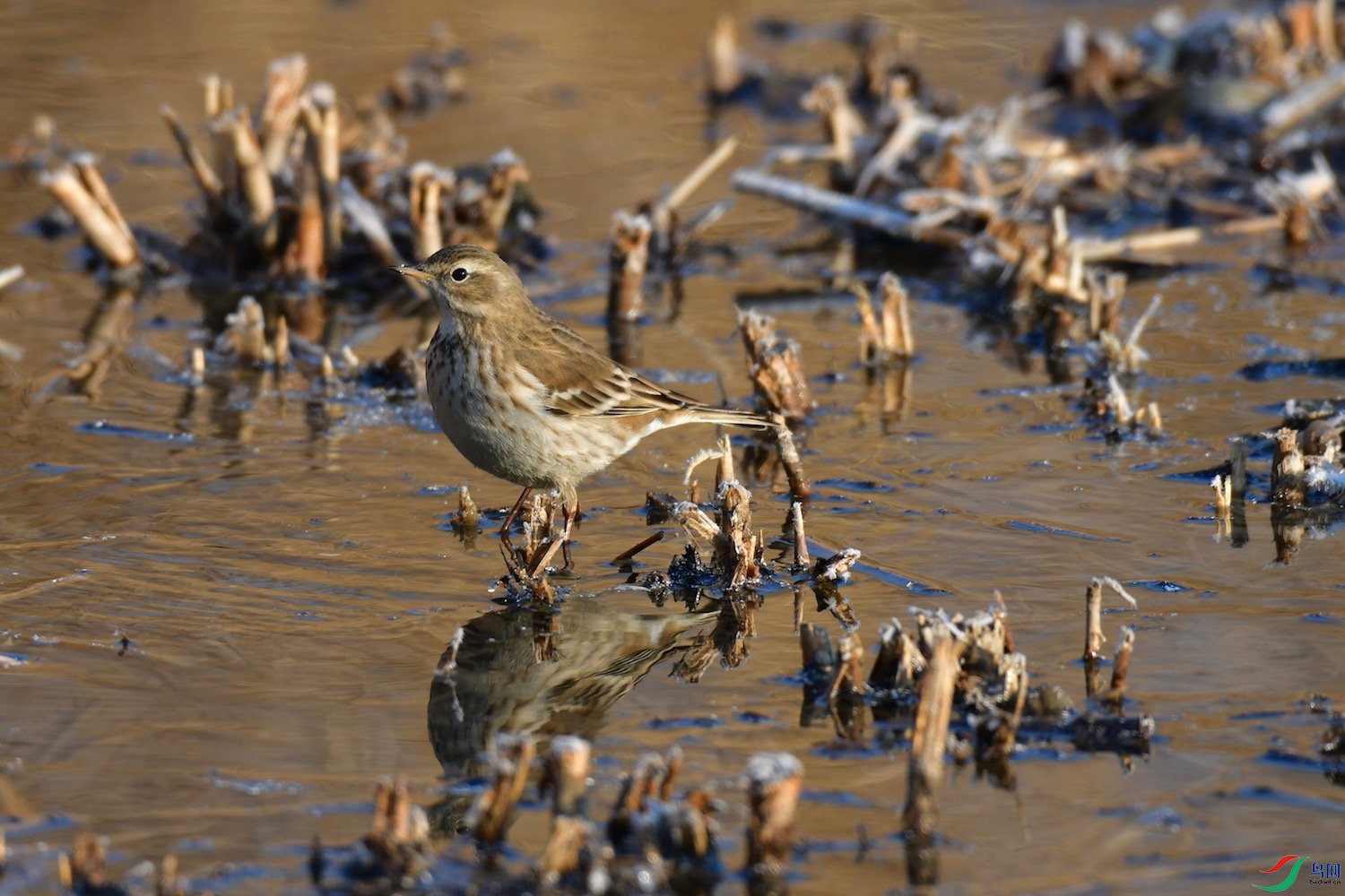 DSC_4853.jpg