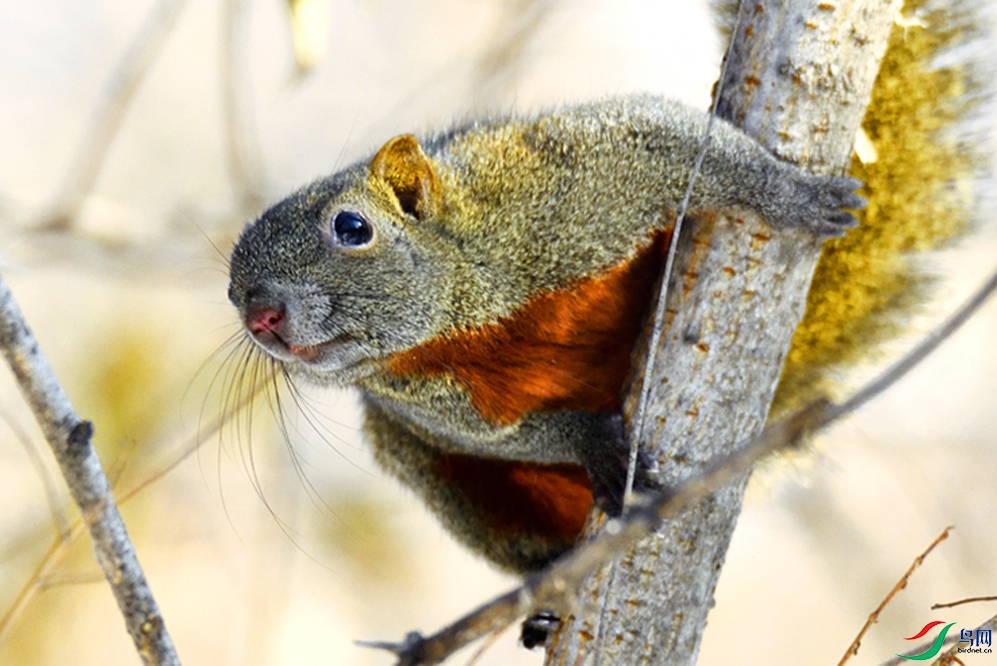 红腹松鼠