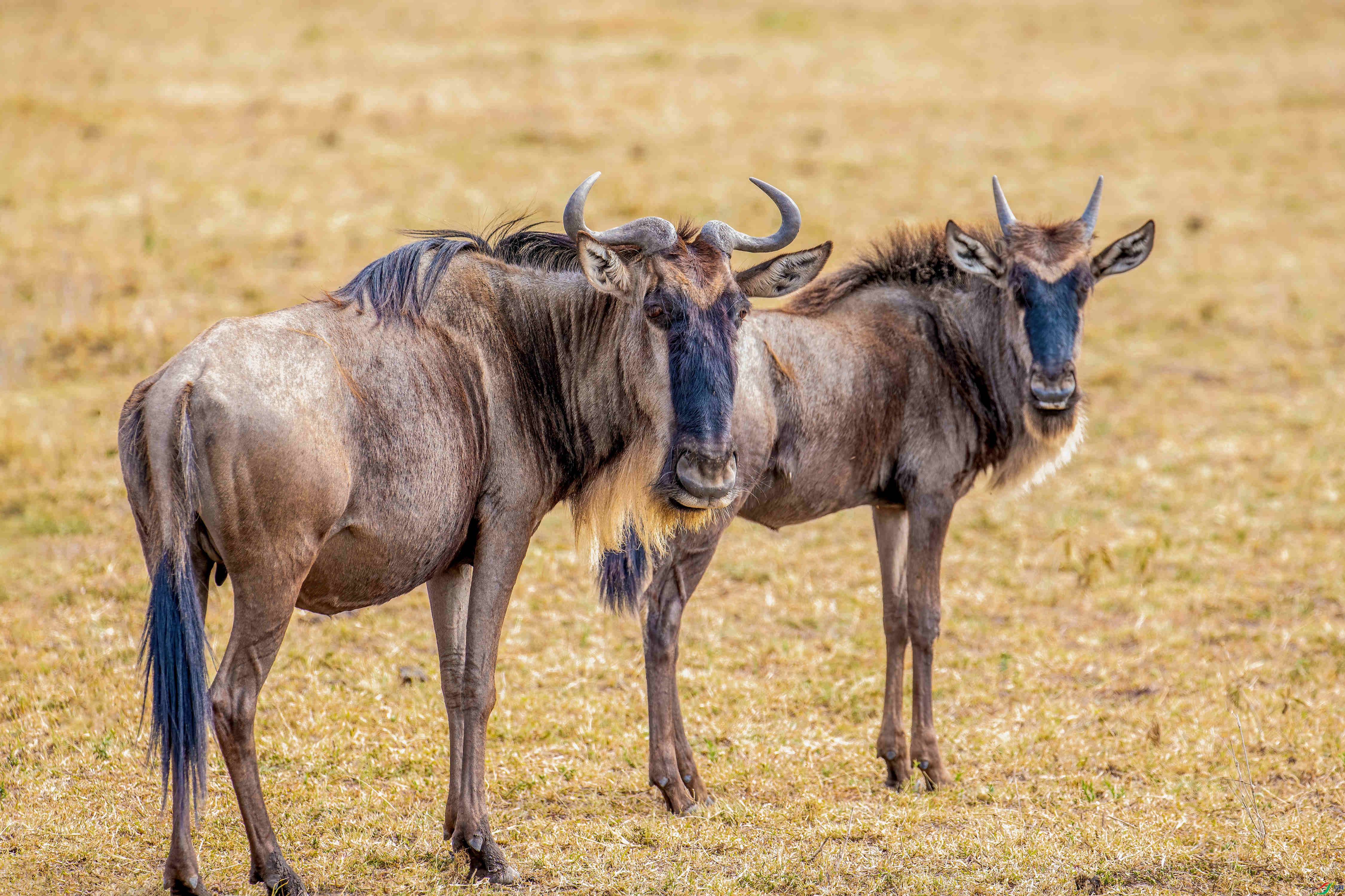 角马贺荣获首页精华