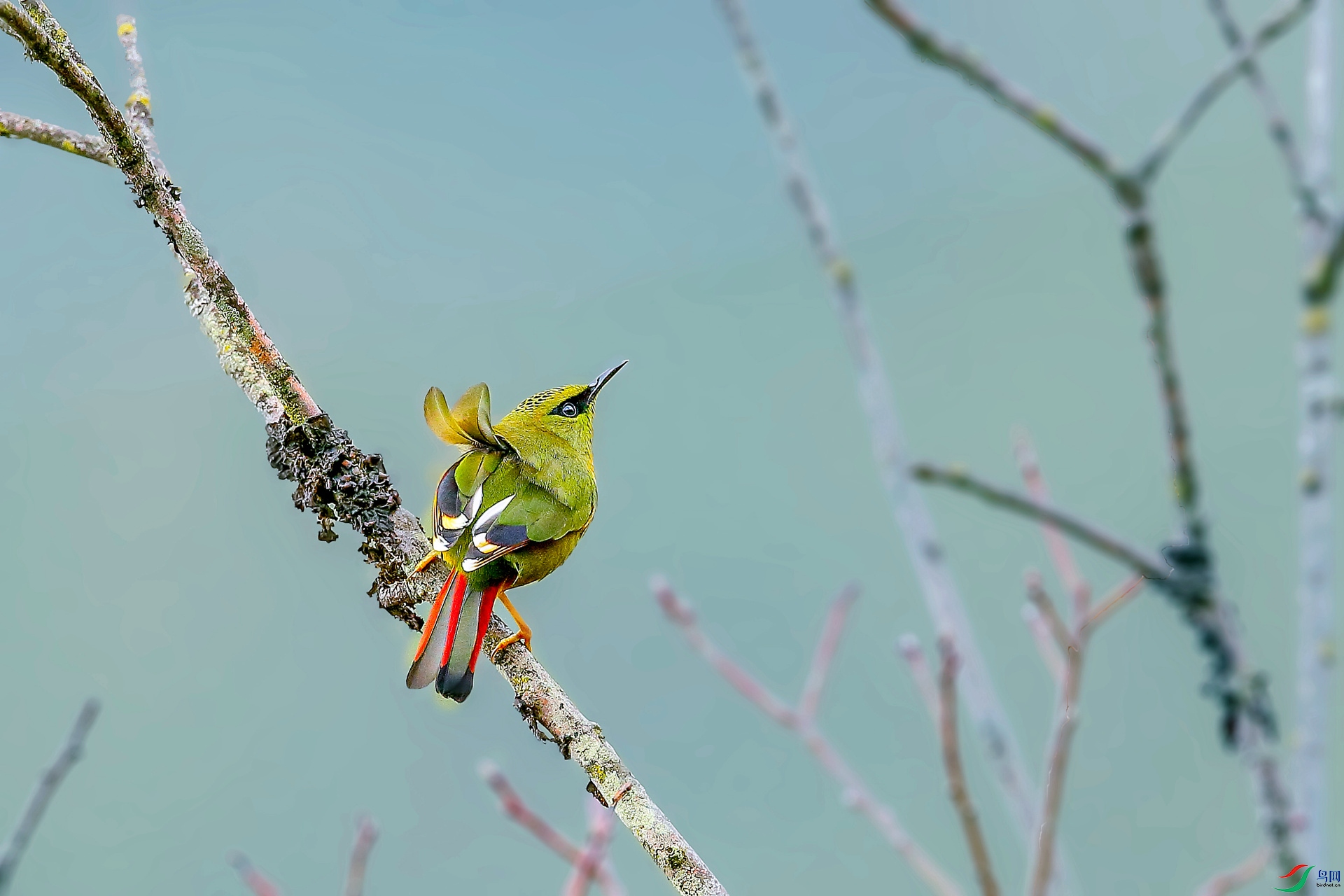 高山上的小鸟 ---- 火尾绿鹛