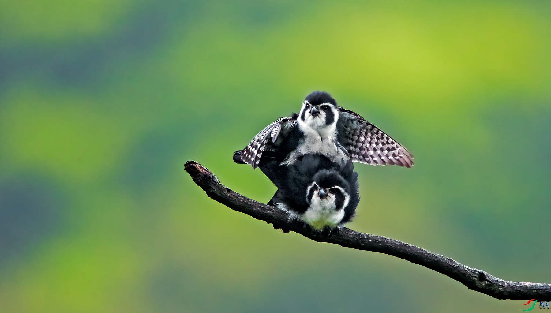 白腿小隼的爱爱恭贺老师佳作荣获鸟类精华