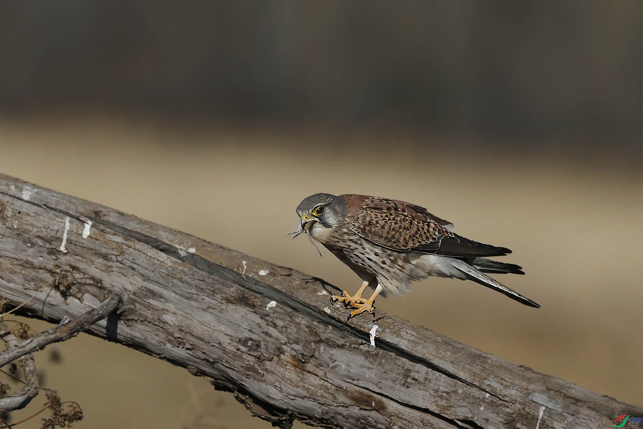 记录红隼吃老鼠