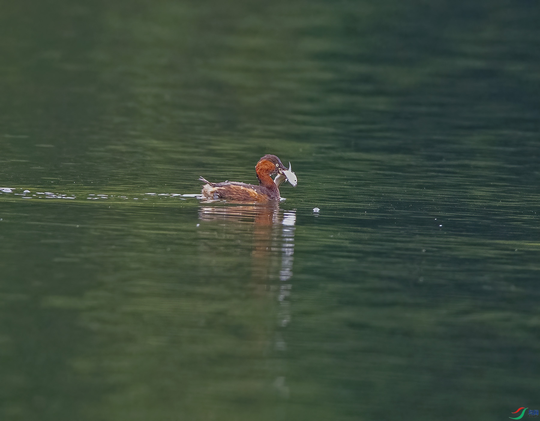 DSC_4295.jpg