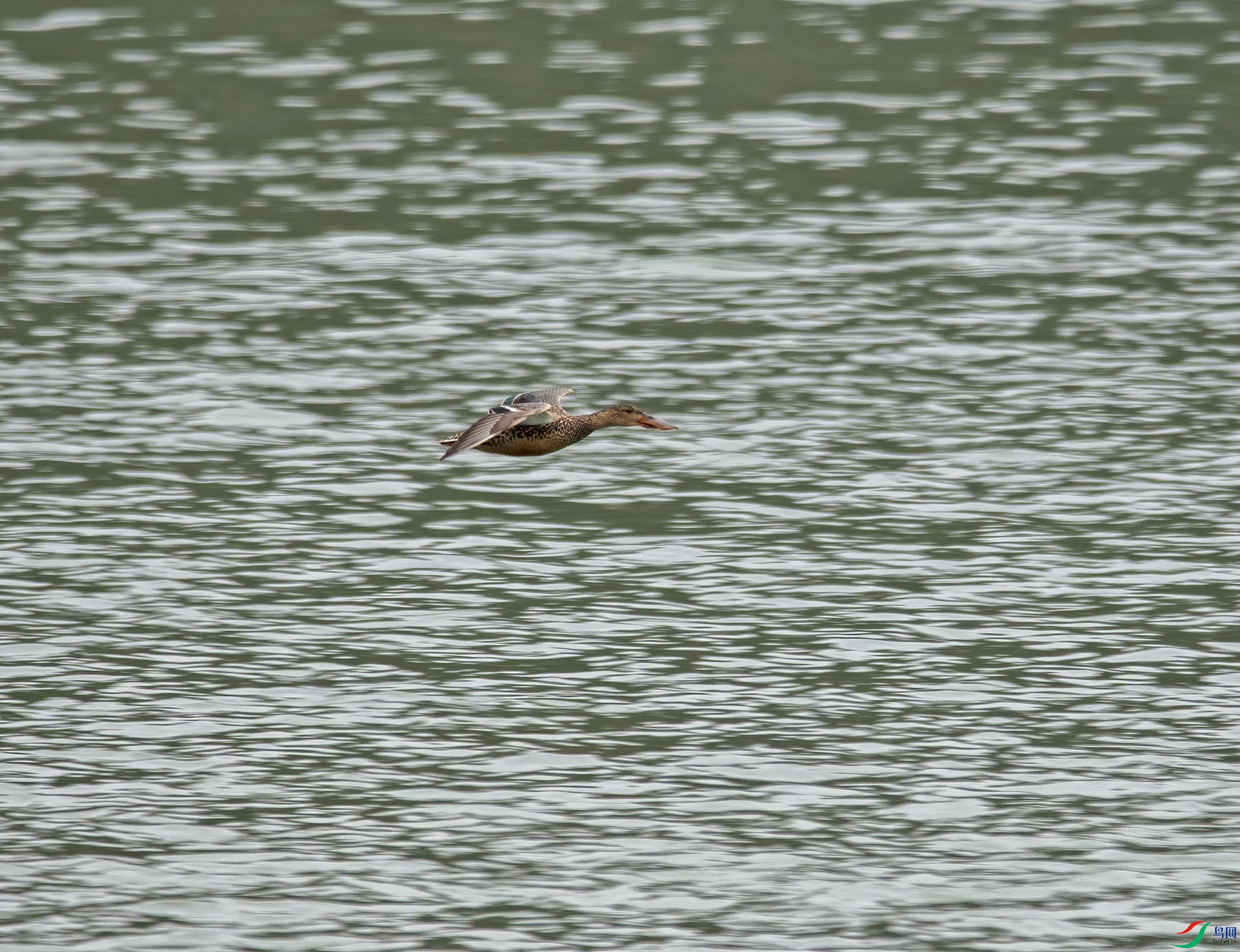 DSC_4364.jpg