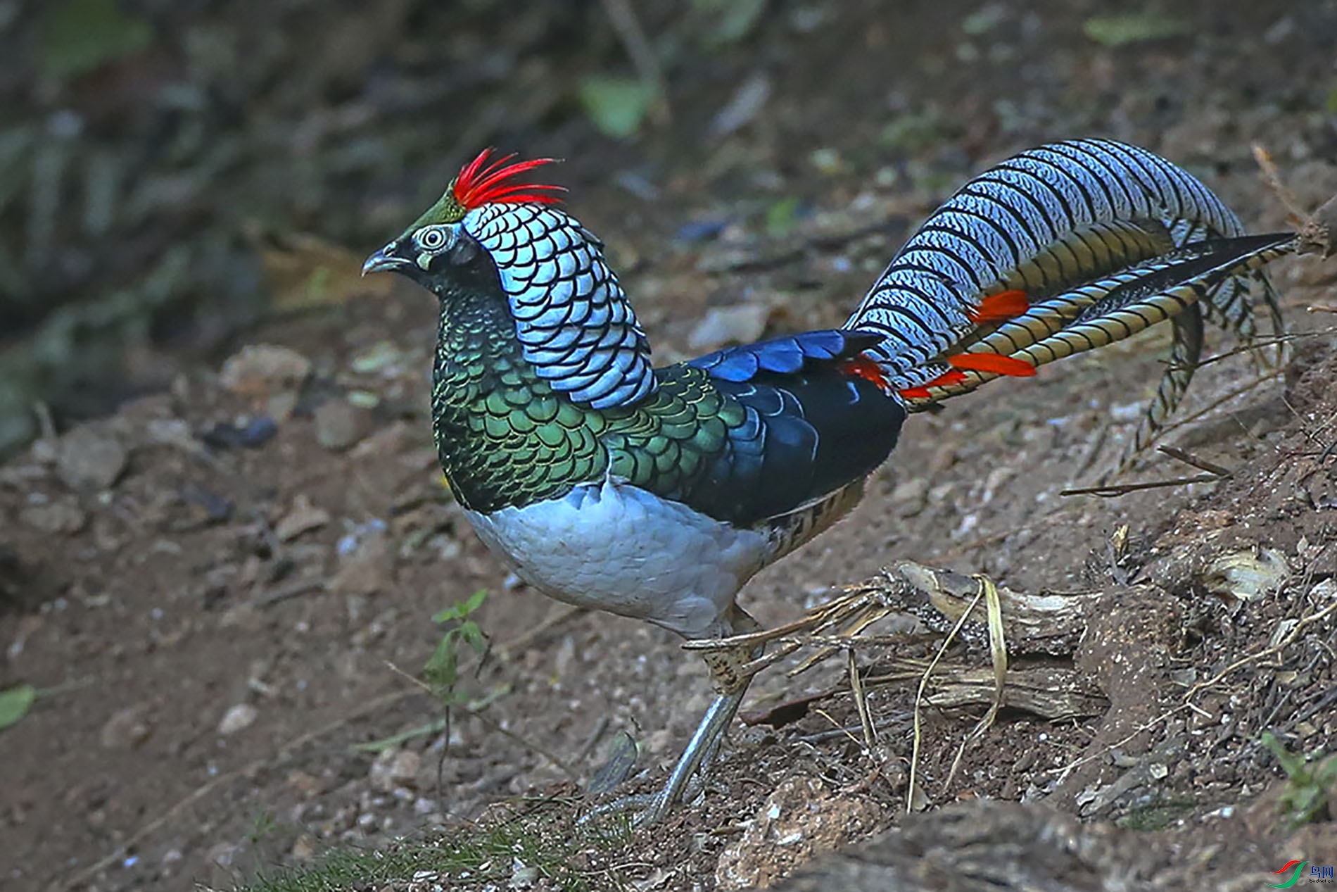 CK6K8261.JPG