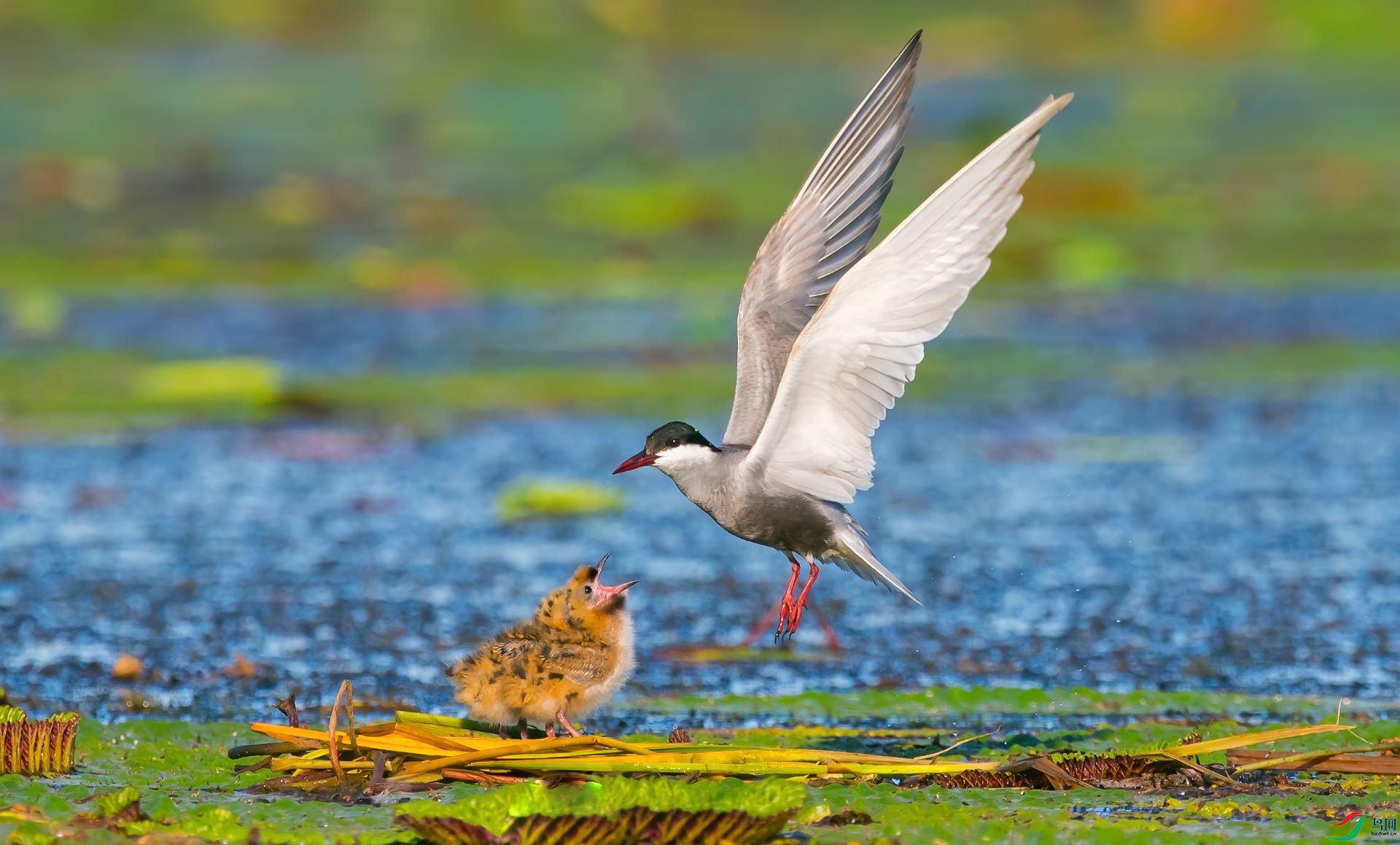 1U8A9376-denoise-denoise (1)-2.jpg