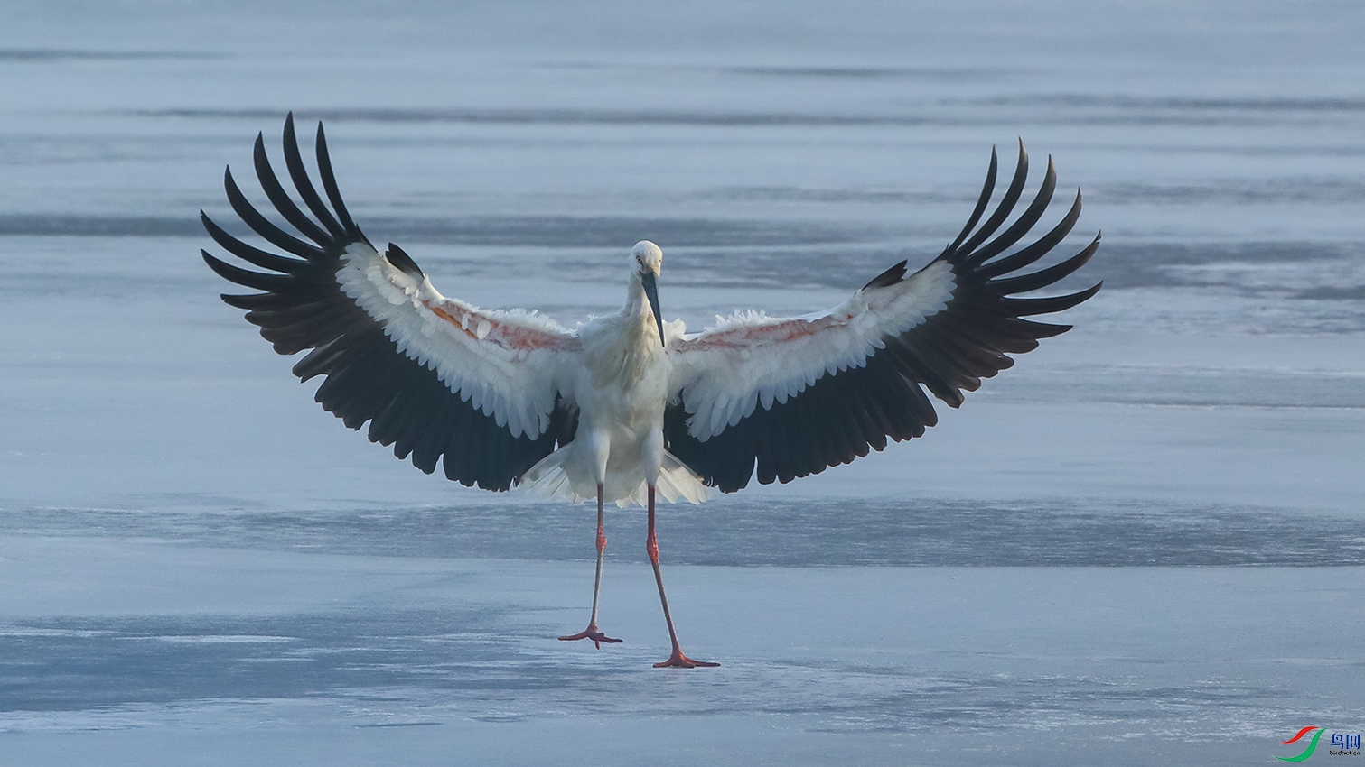 东方白鹳:亮翅