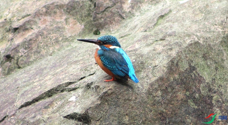 IMG_0006.jpg