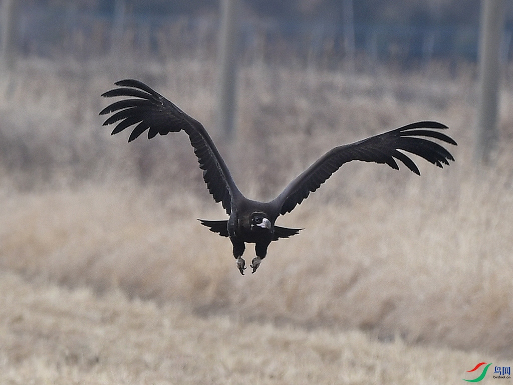 DSC_0550 - ����.JPG