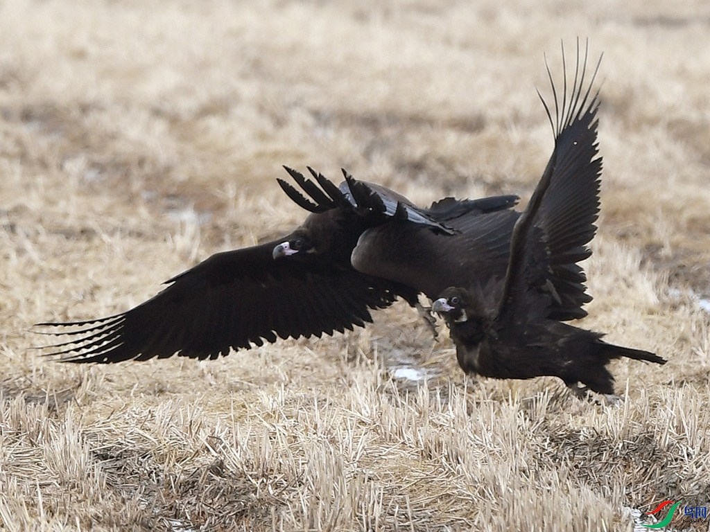 DSC_0509 - ����.JPG