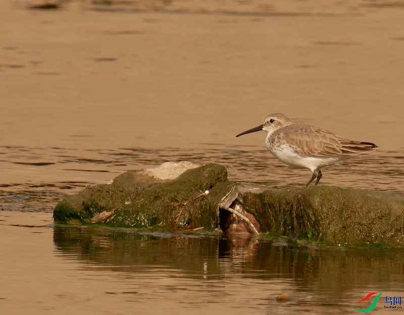 P6010009 - ����.JPG