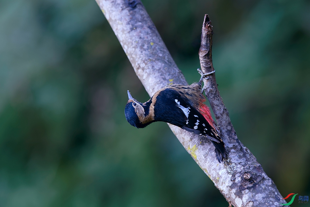 DSC_0841_DxOa.jpg