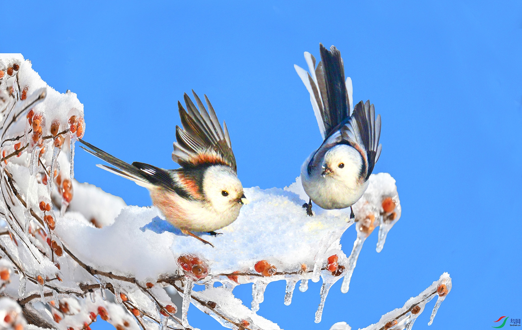 6.��֦Ѱ��8214AAM2.jpg