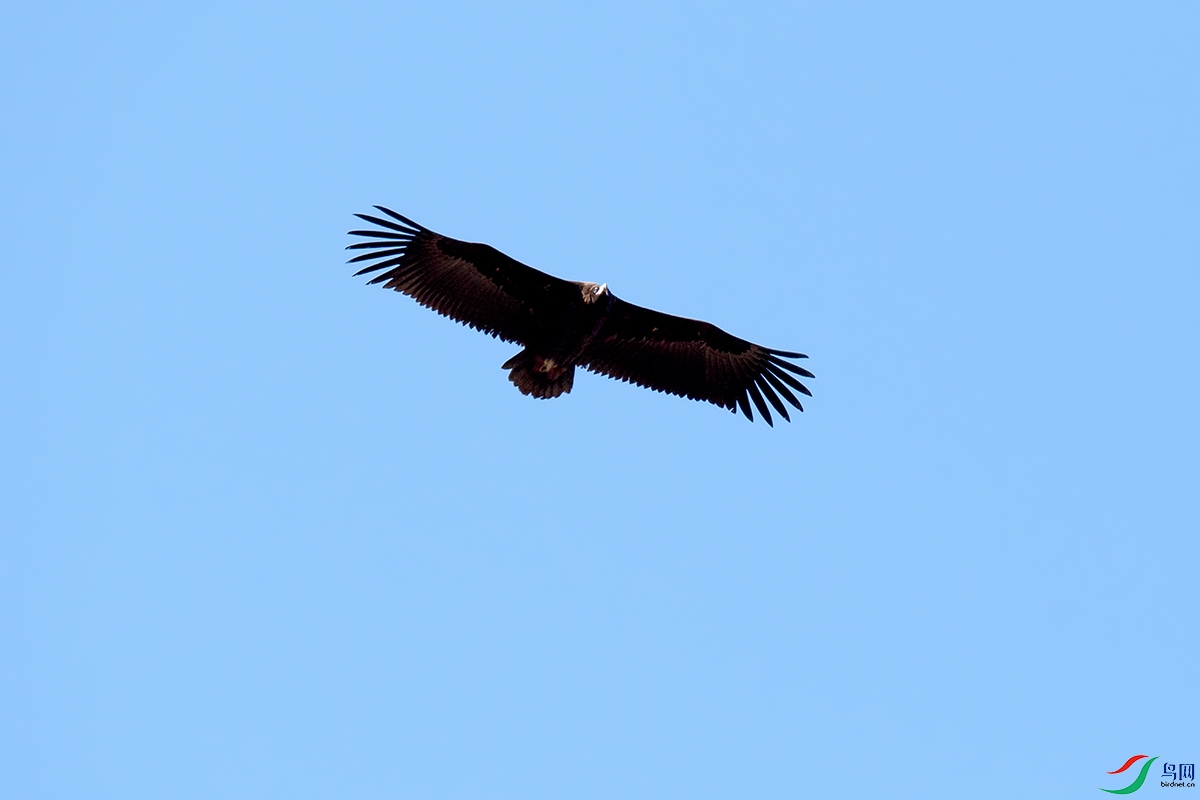 DSC_p4077.jpg