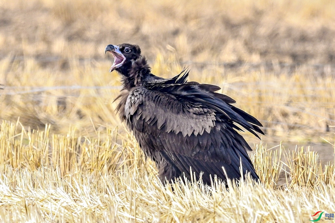 DSC_833.jpg