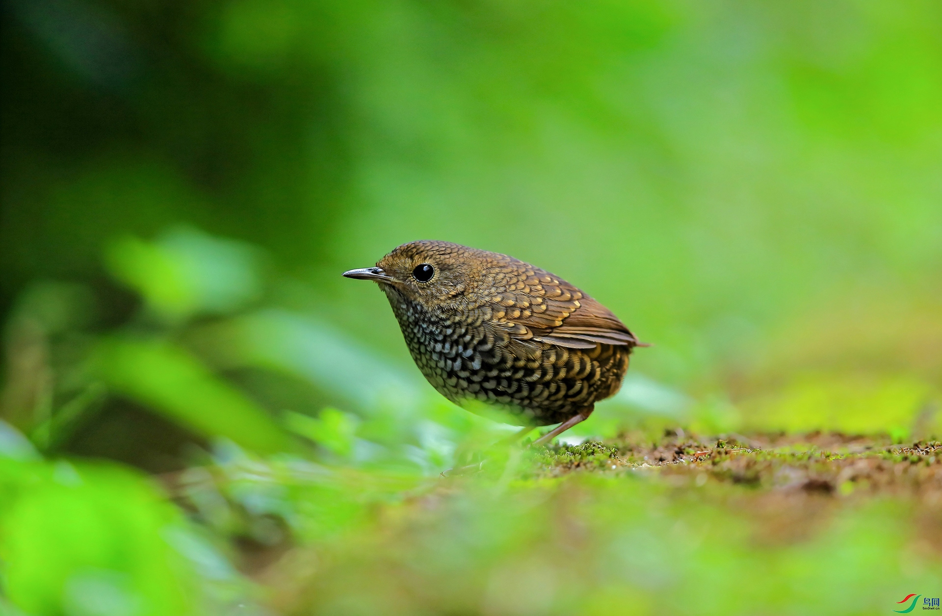 A97Q5071v-_DxO.jpg