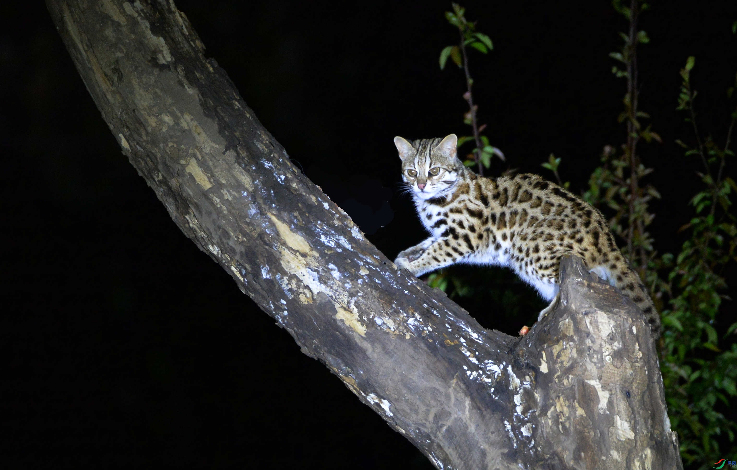 夜拍豹猫(高黎贡山)
