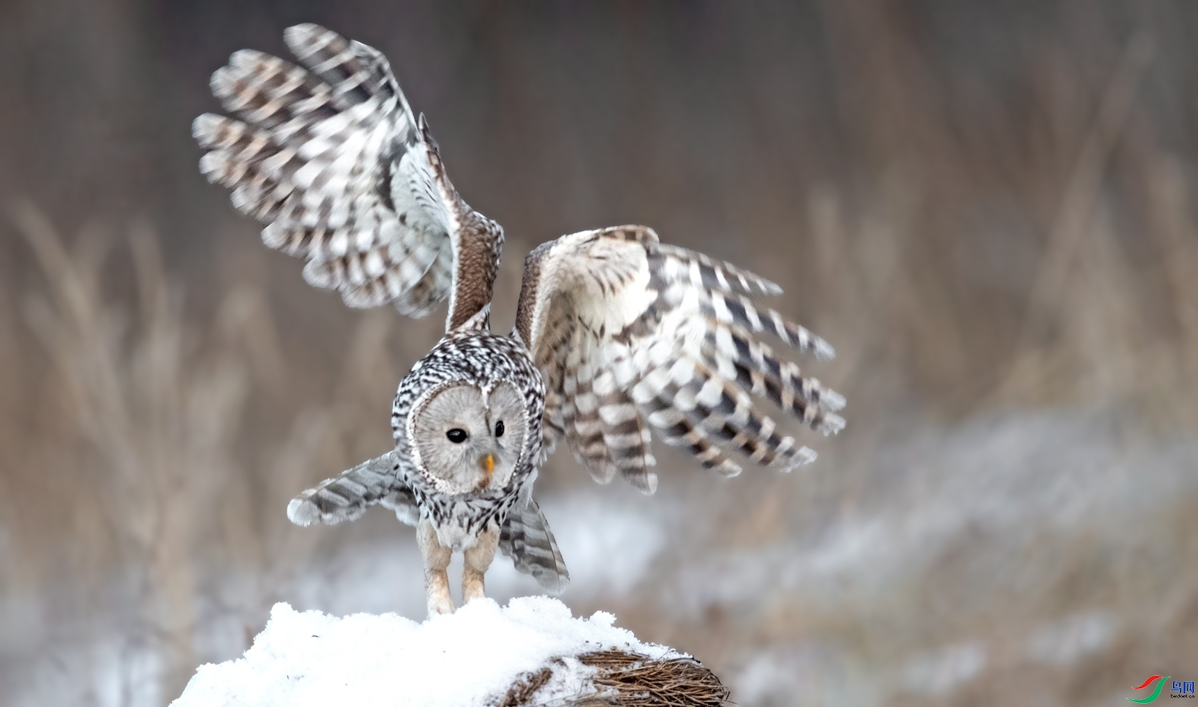 i牛牛老师作品----长尾林鸮 荣获2021年1月29日 本版佳作!jpg