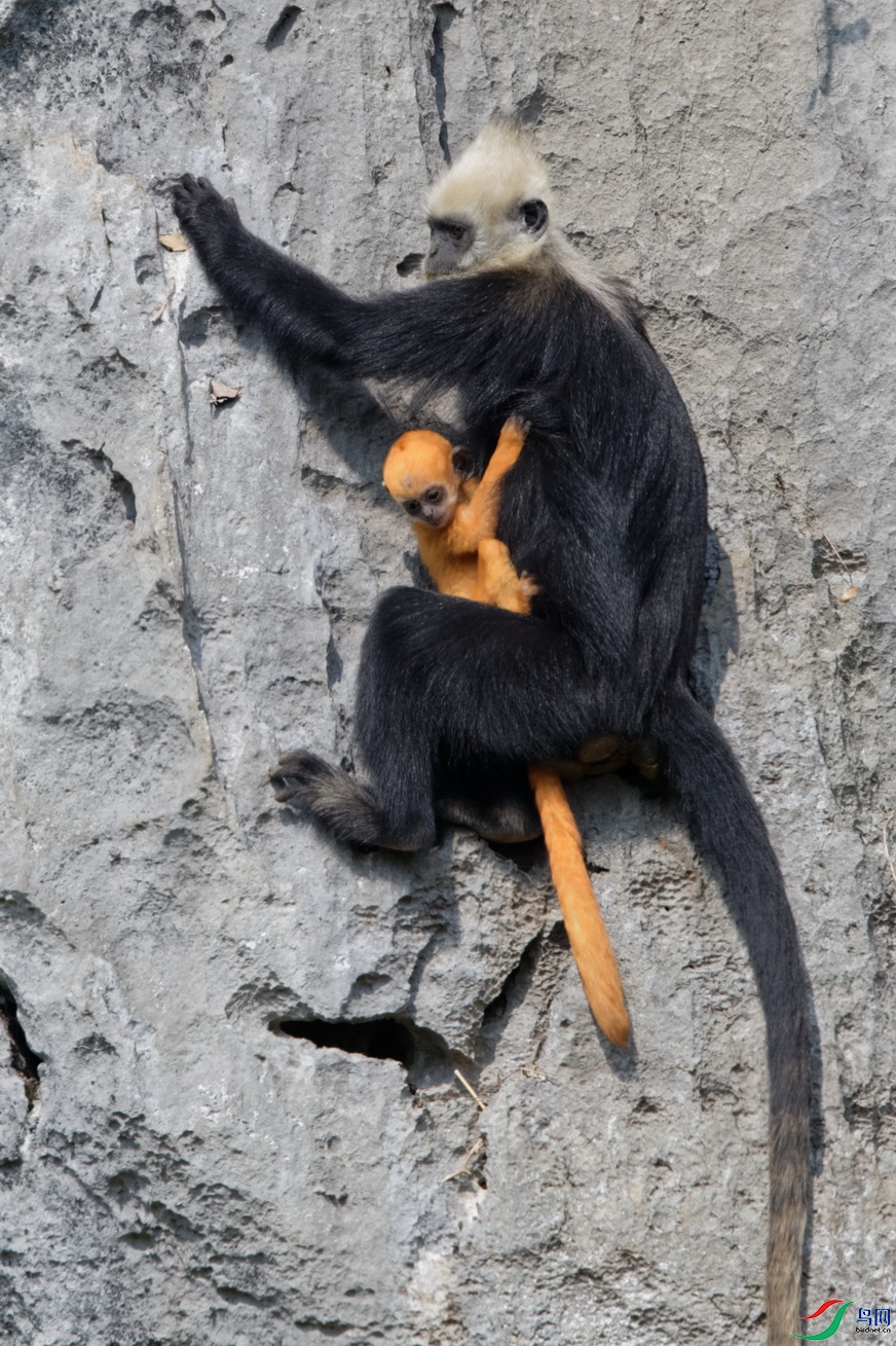 族群之星----金娃娃!