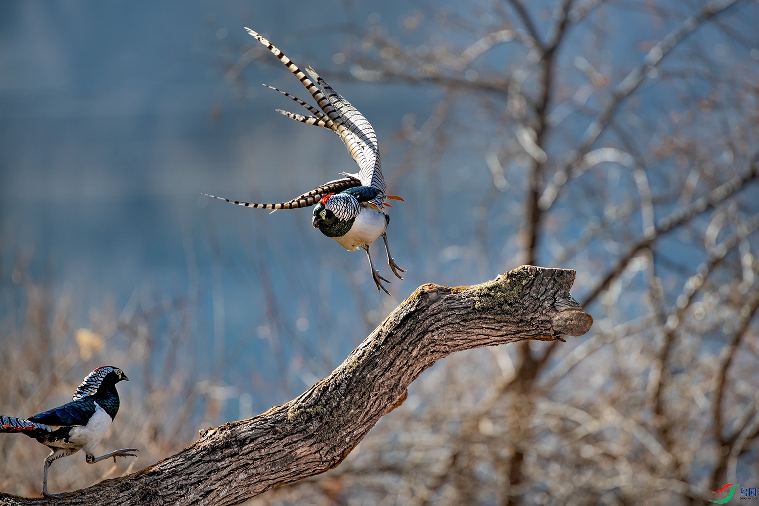 白腹锦鸡飞舞
