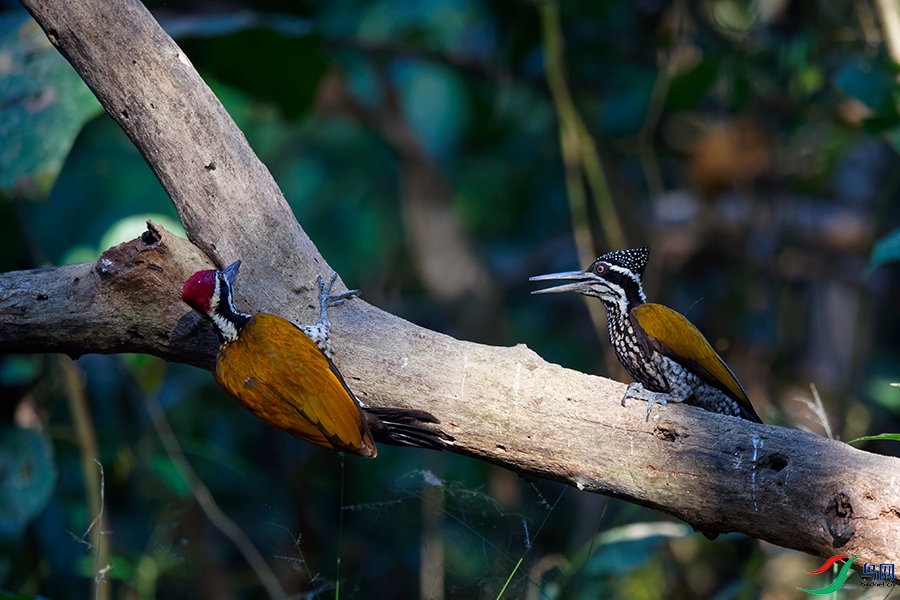 DSC_4130_DxOa.jpg