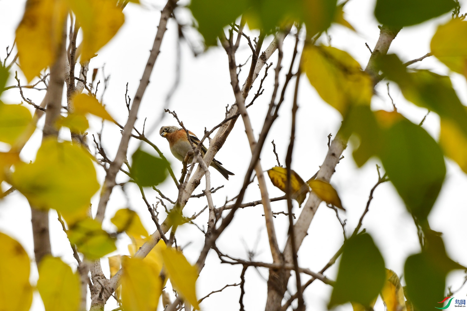 DSC_3723.jpg