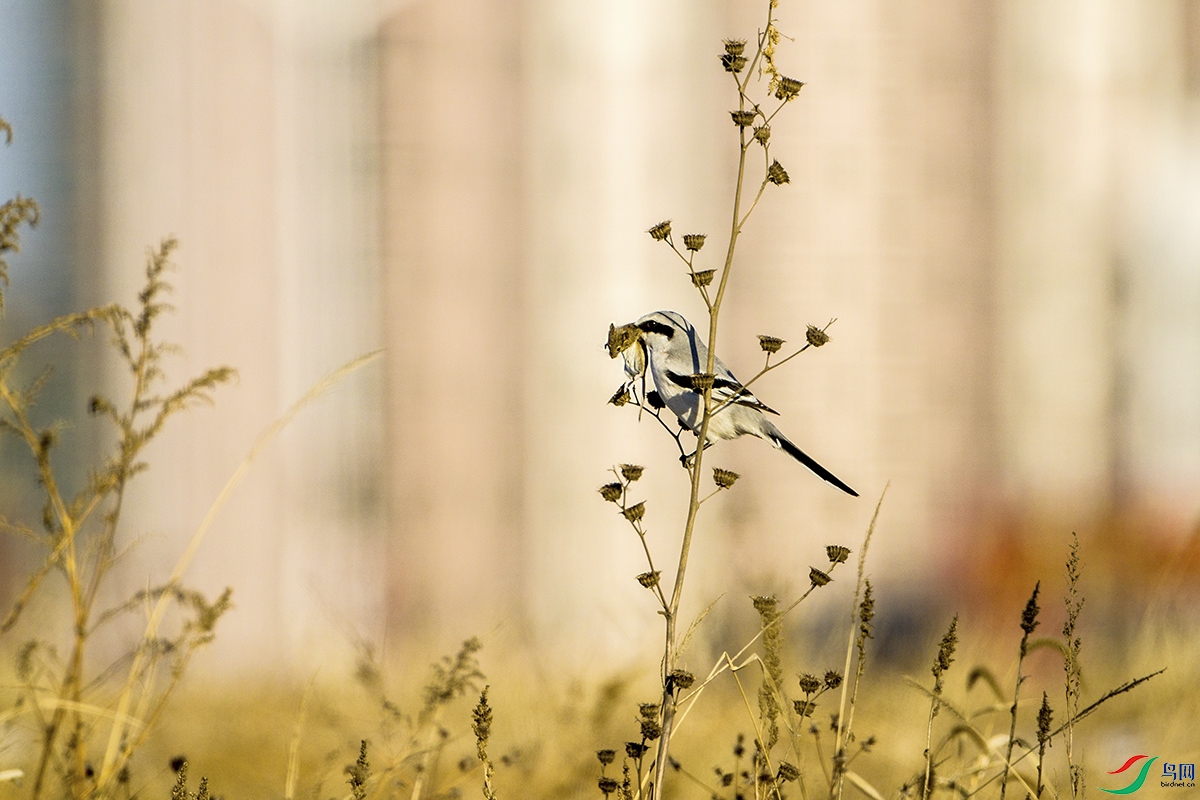 ����-Шβ���� (6).jpg