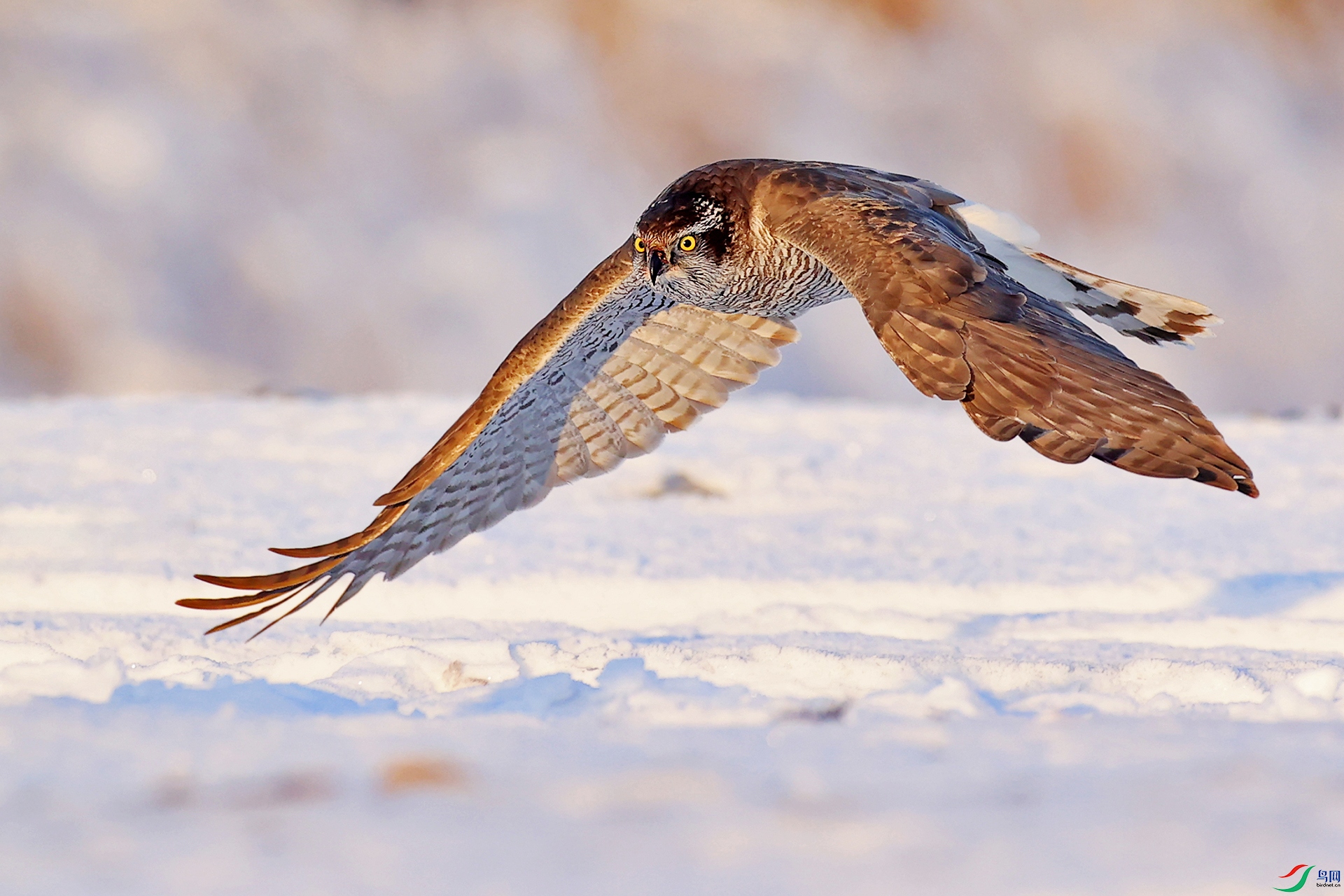 雪原苍鹰