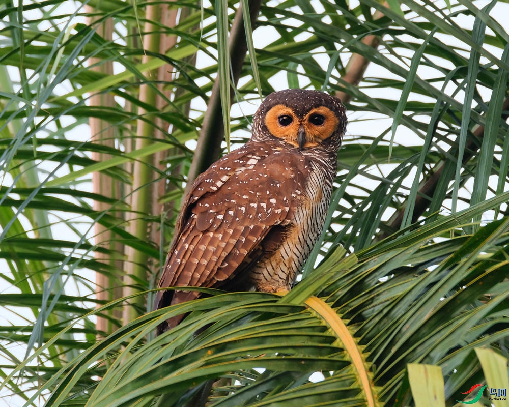 ������^ Spotted Wood Owl CN 2.jpg