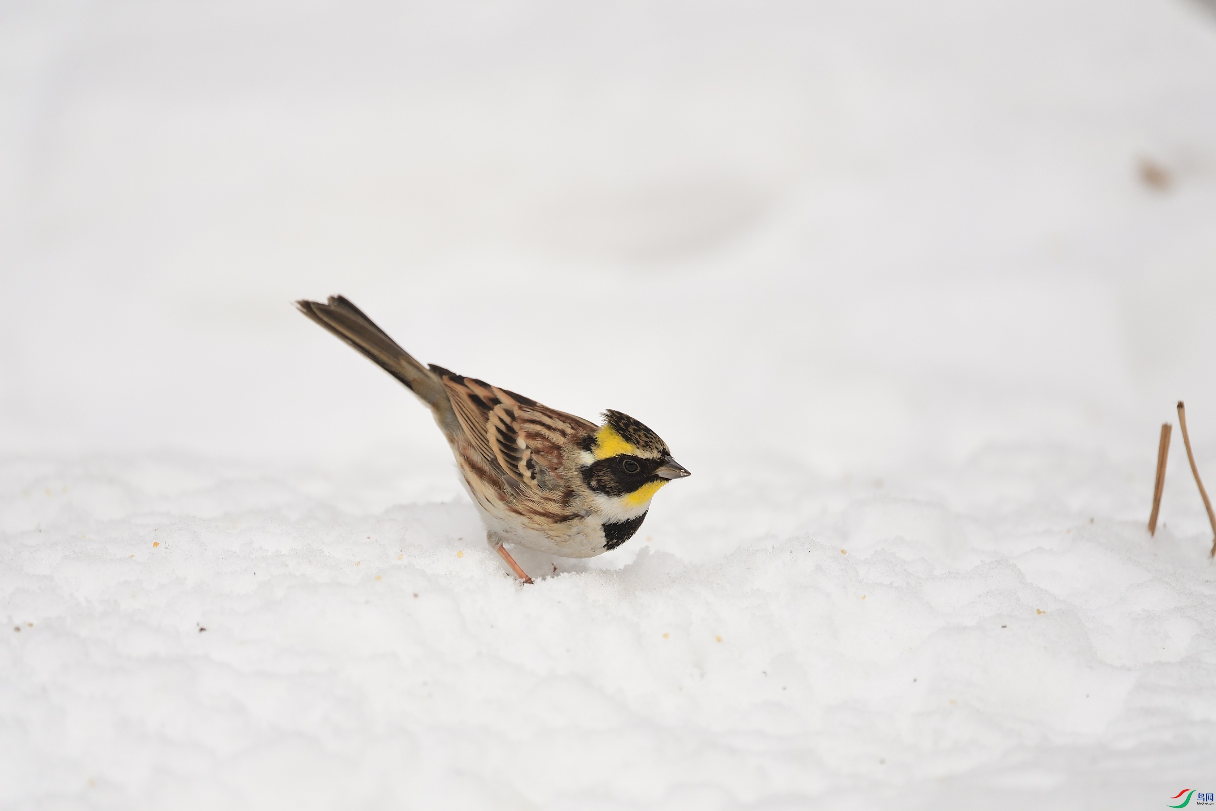 DSC_6252_00001.jpg