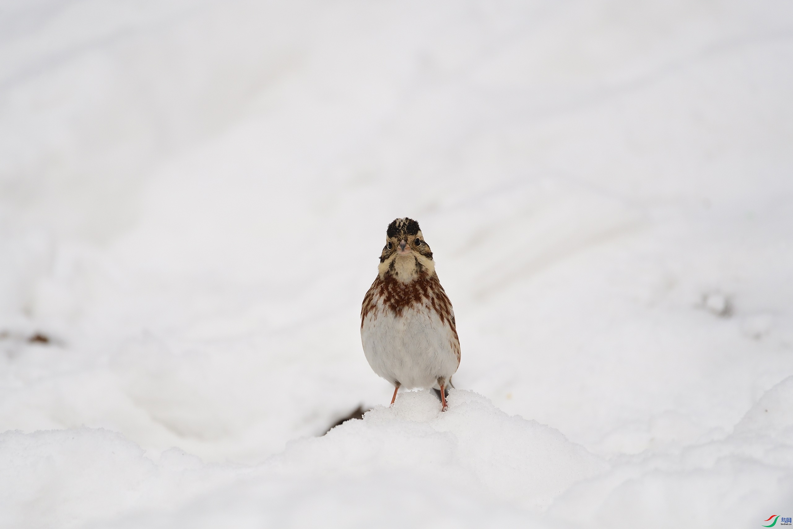DSC_6080_00001.jpg