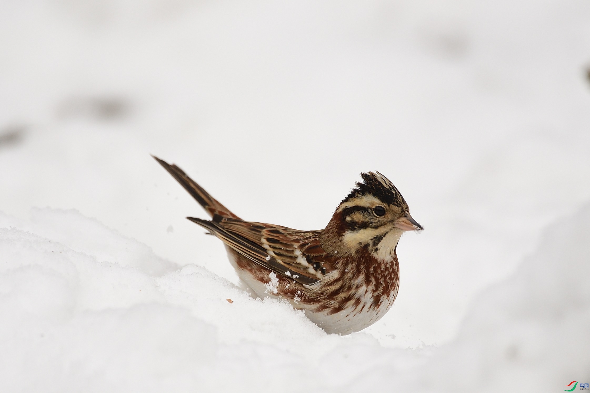 DSC_6169_00001.jpg