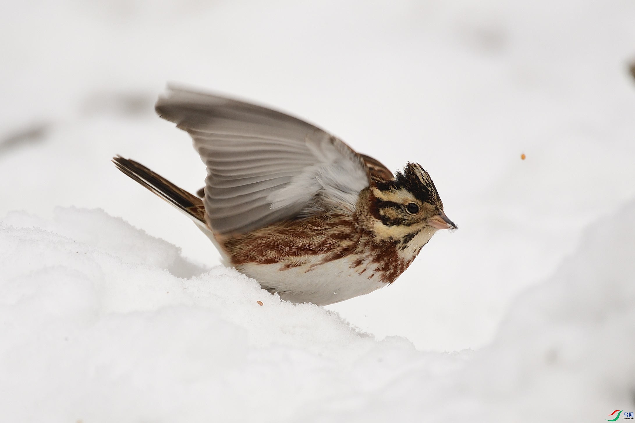 DSC_6168_00001.jpg