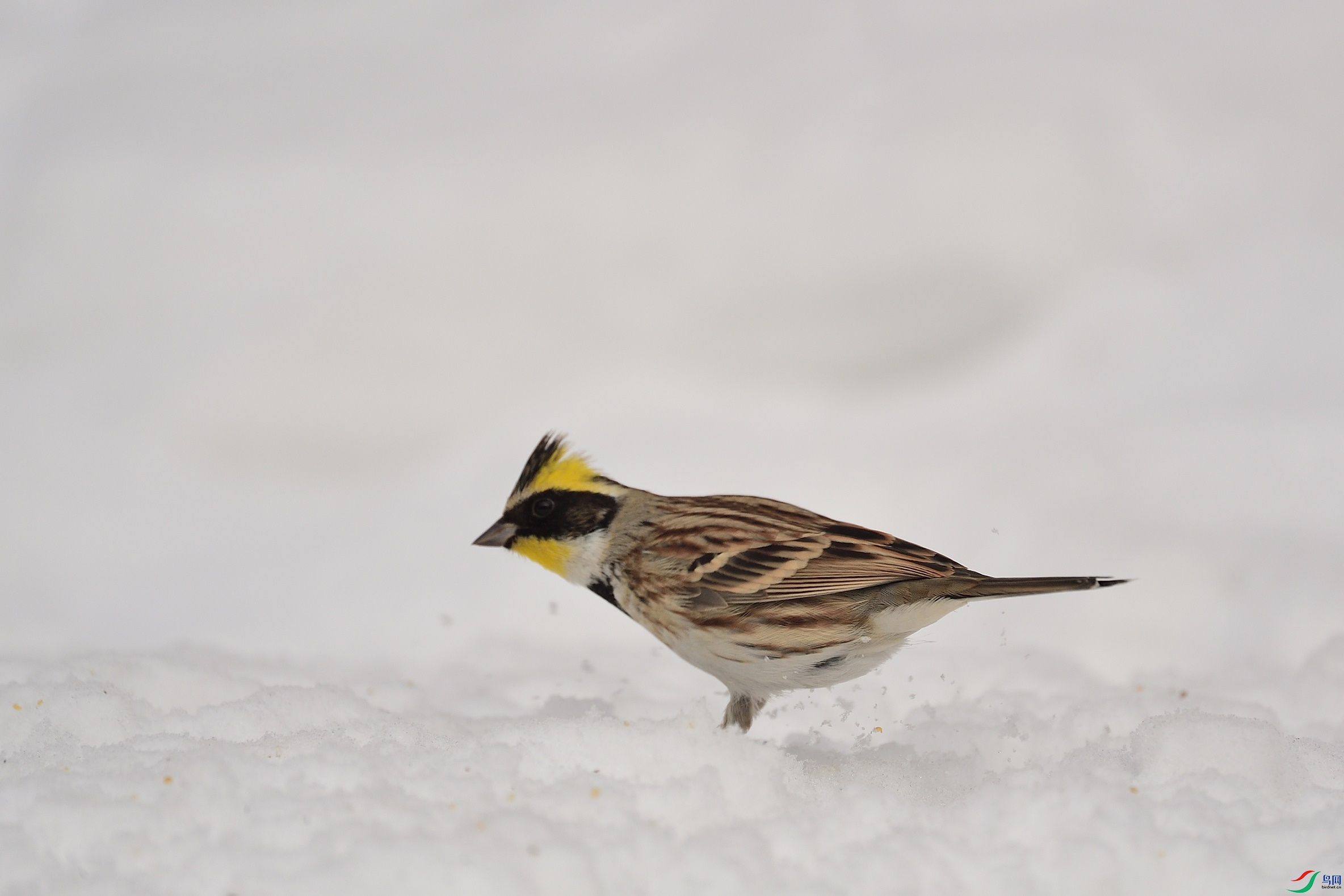 DSC_6272_00001.jpg