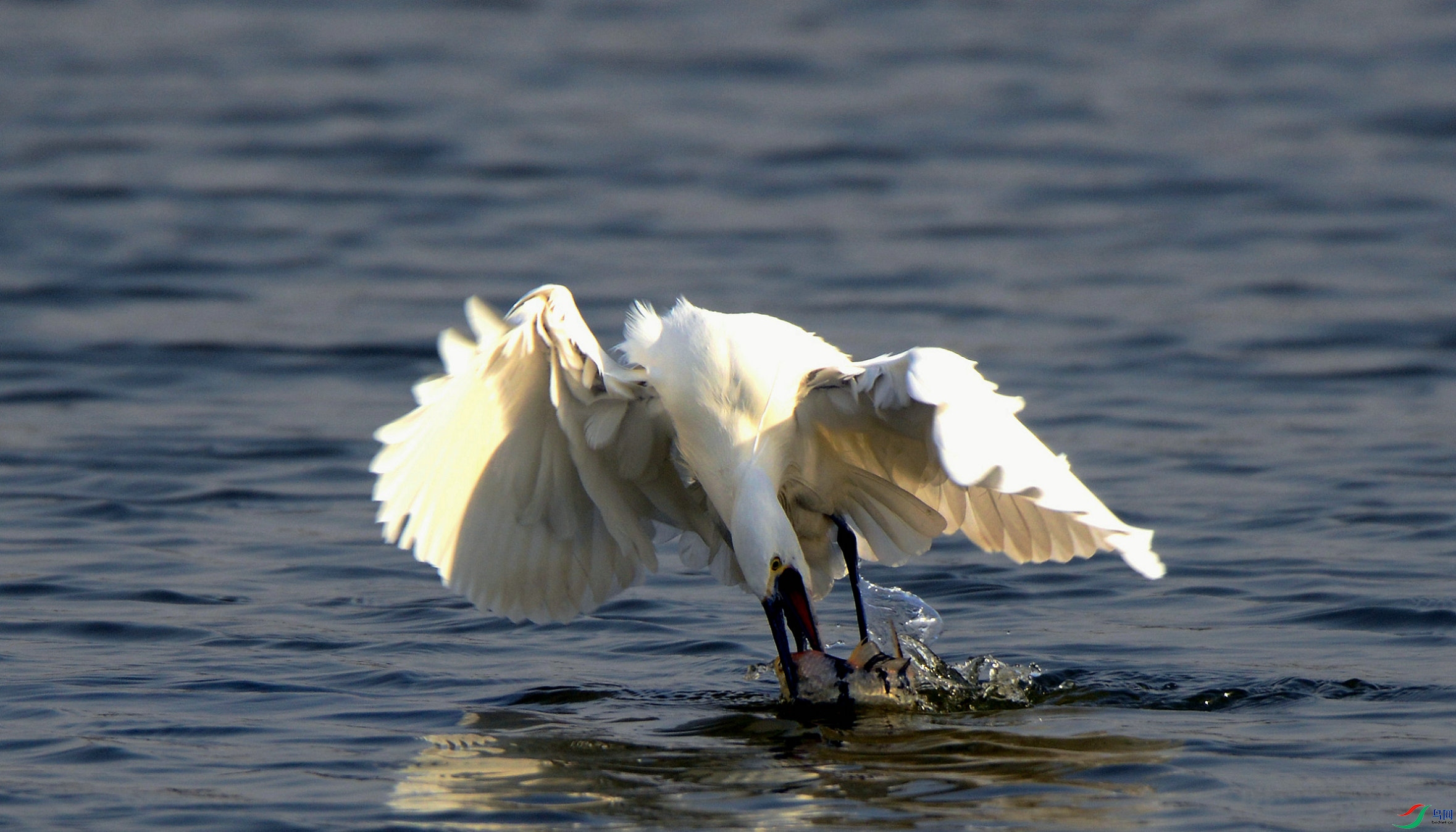 DSC_2919.jpg