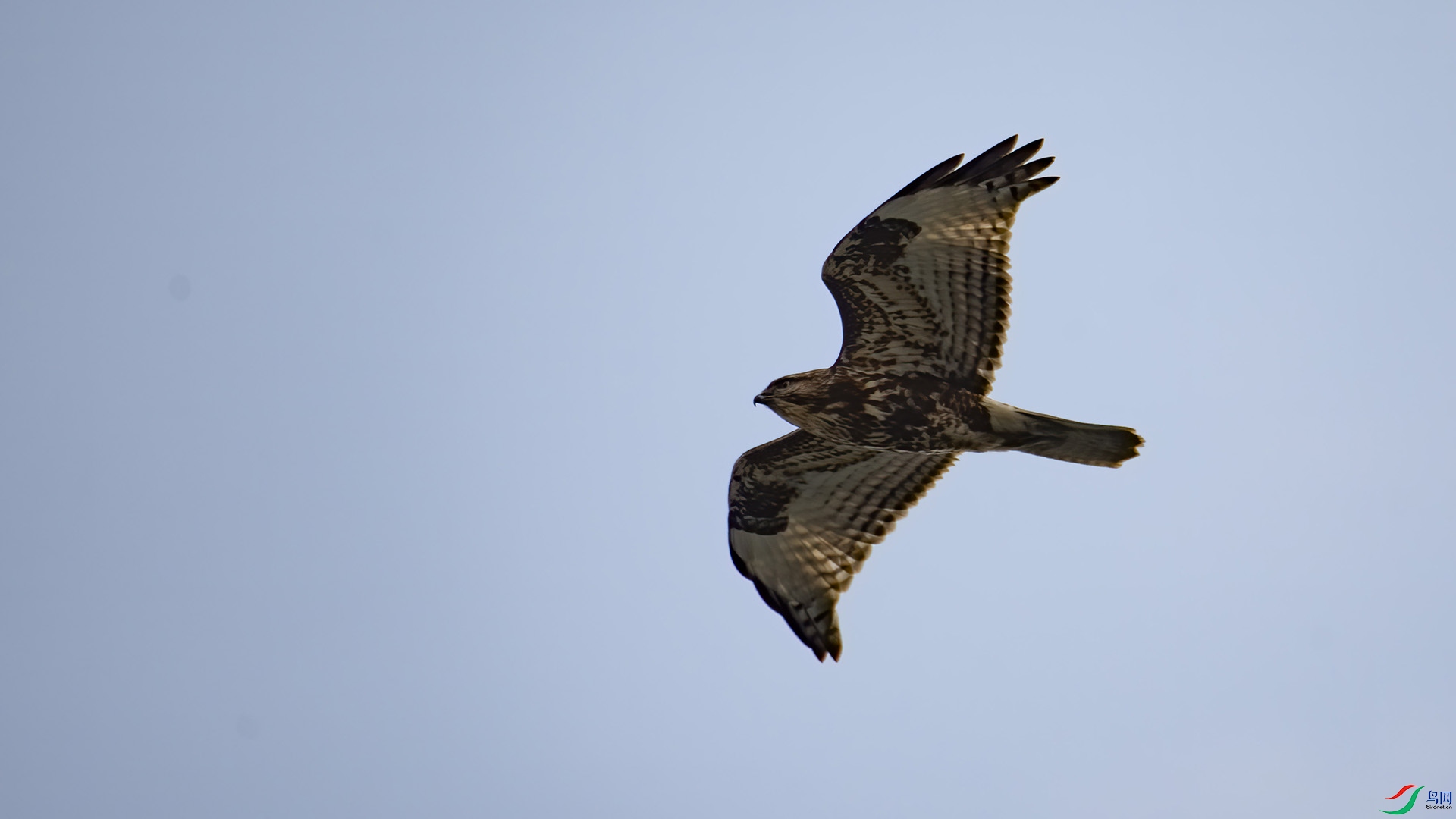 _DSC8584.jpg