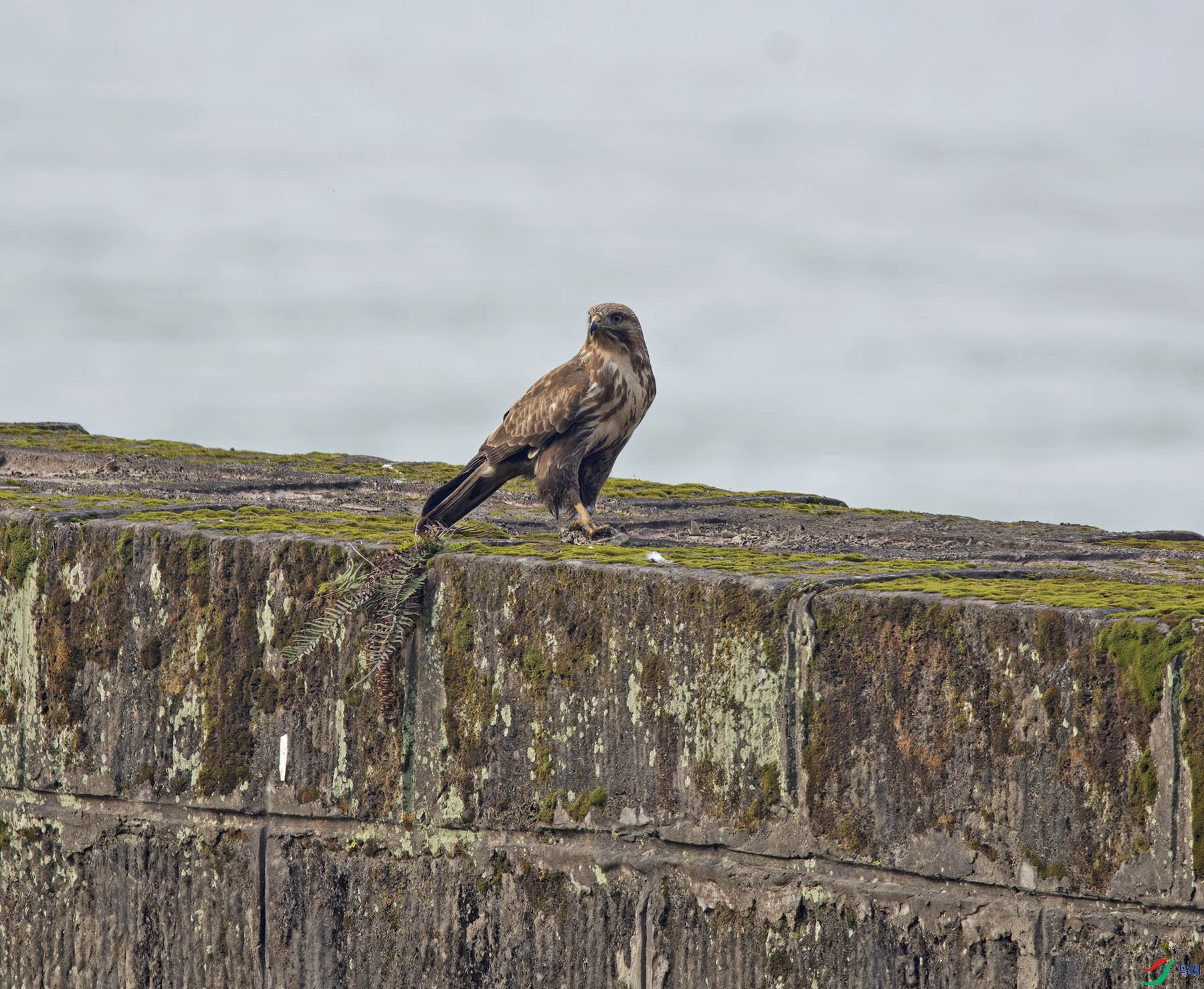 DSC_4132.jpg
