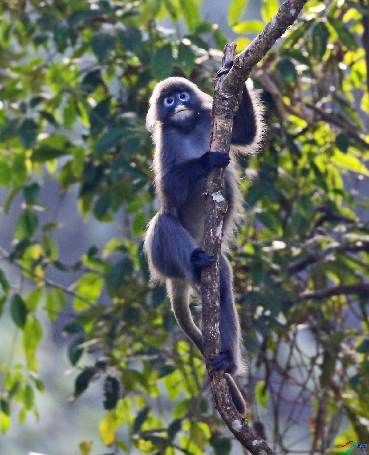 身披霞光(菲氏叶猴)