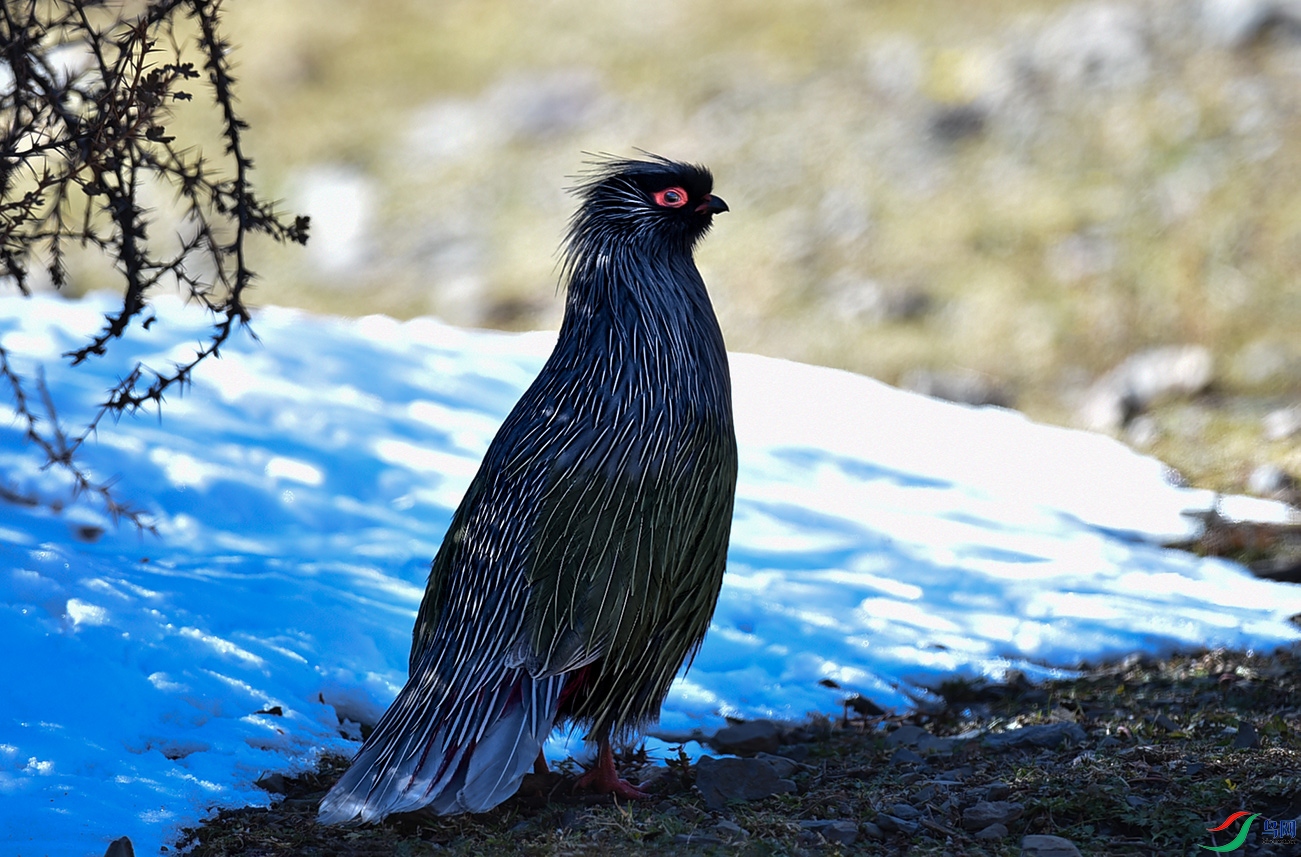 DSC_6569.jpg1.jpg