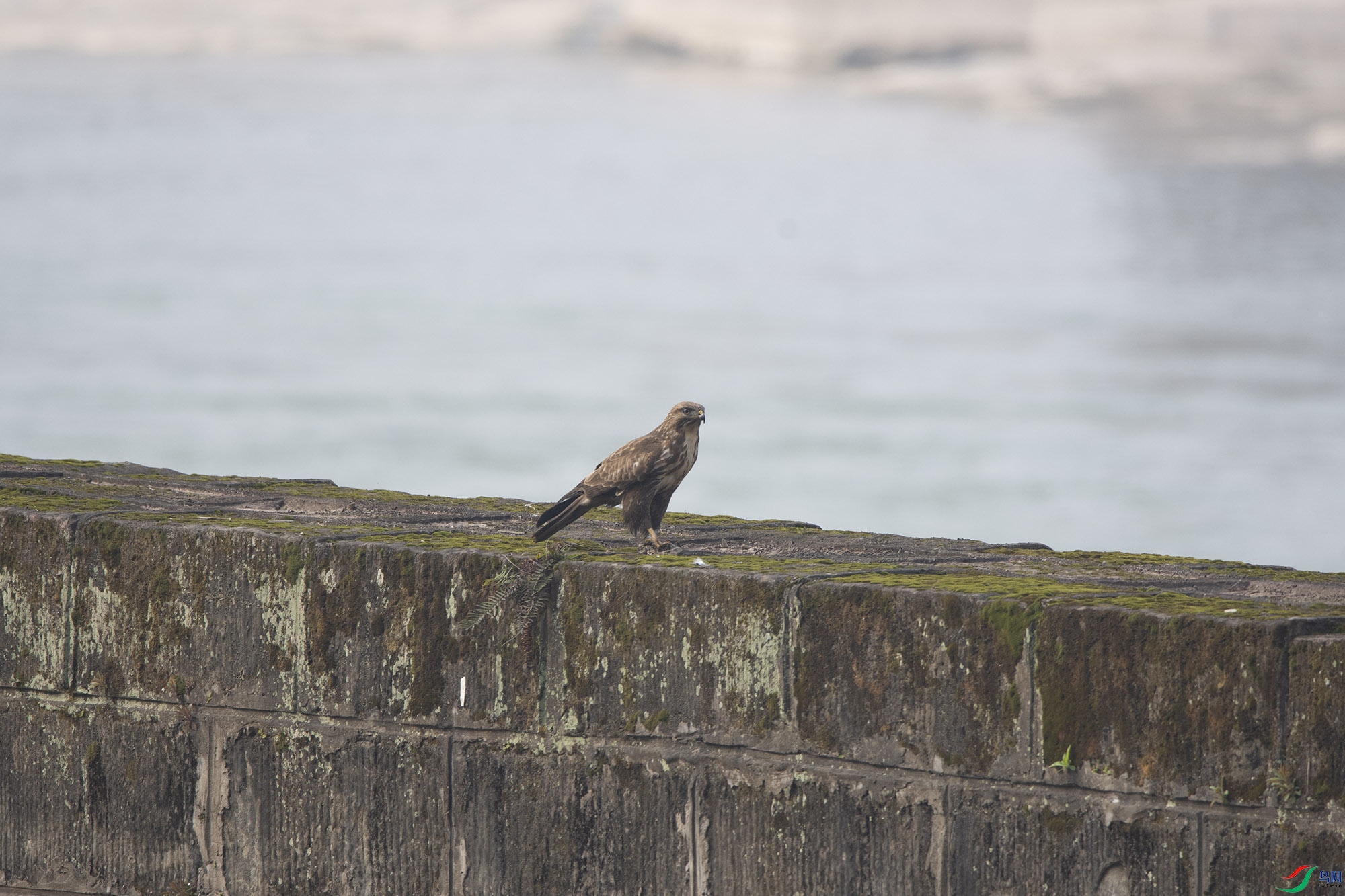 DSC_4128-1.jpg