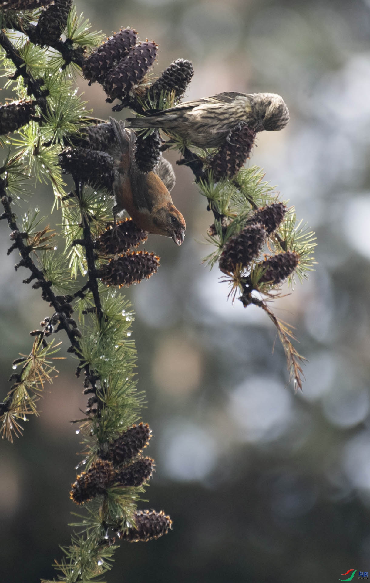 DSC_2797 ����.jpg