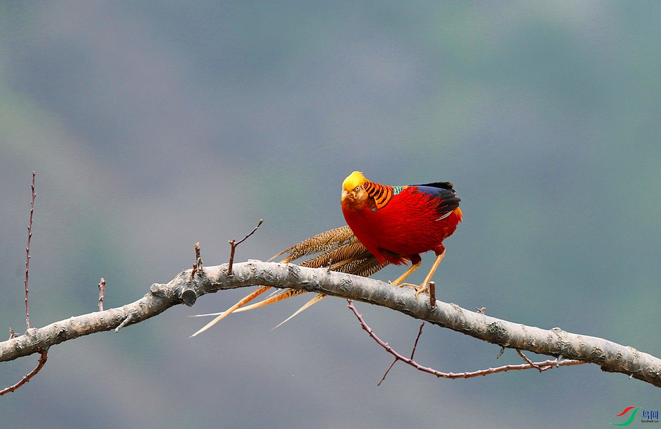 树上的红腹锦鸡