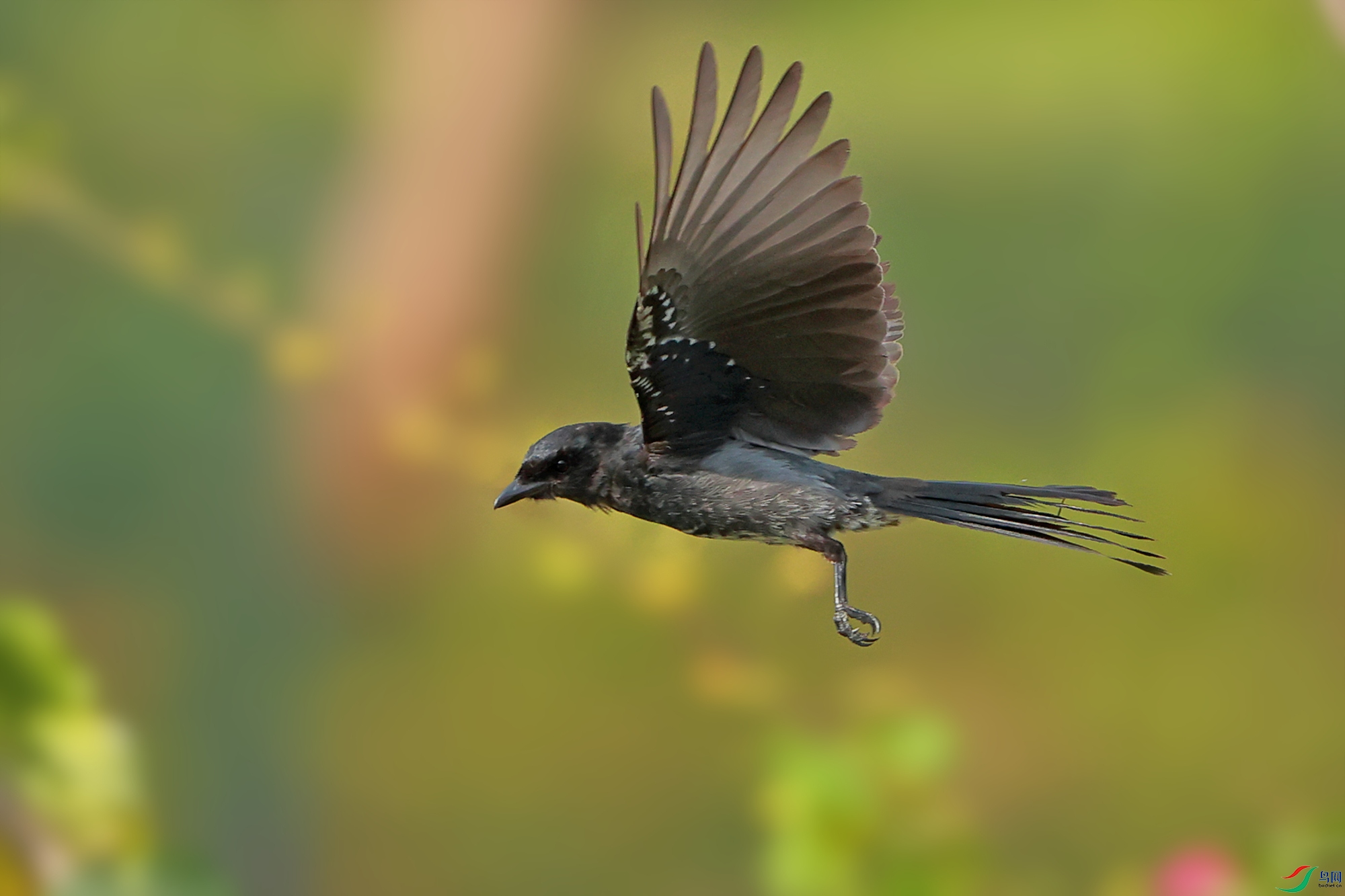 黑得更有魅力—《黑卷尾》