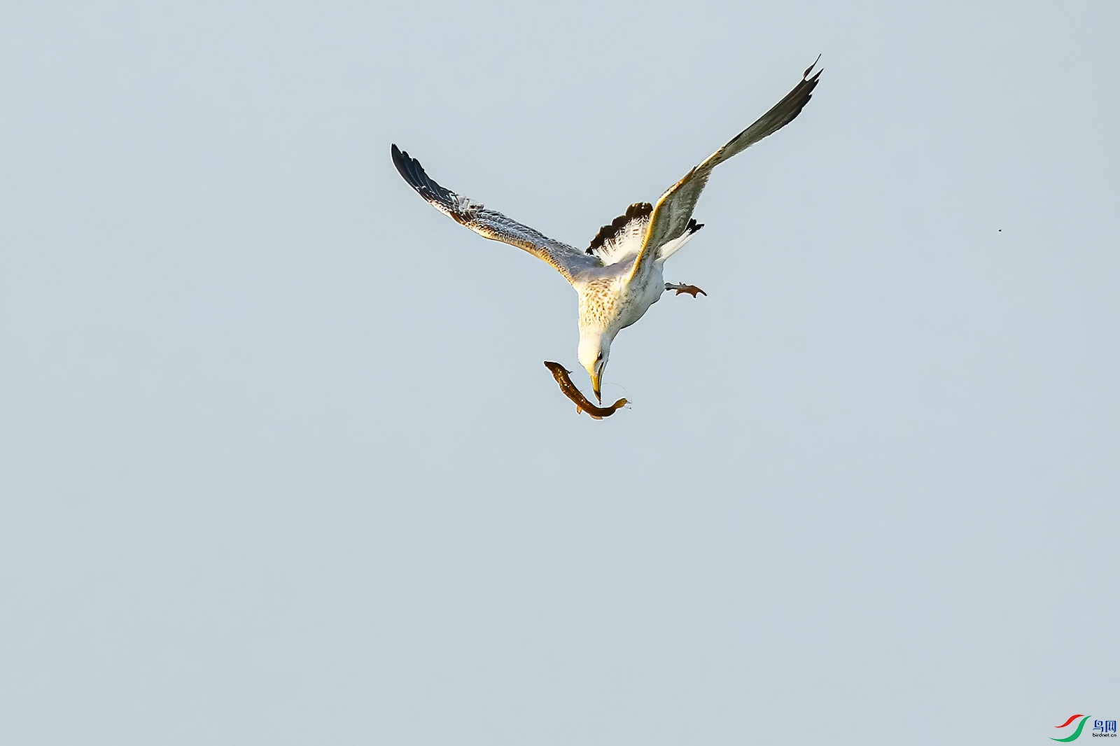 IMG_1921p.jpg