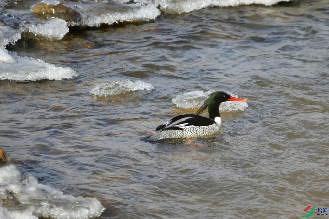 1   DSC_1157.JPG