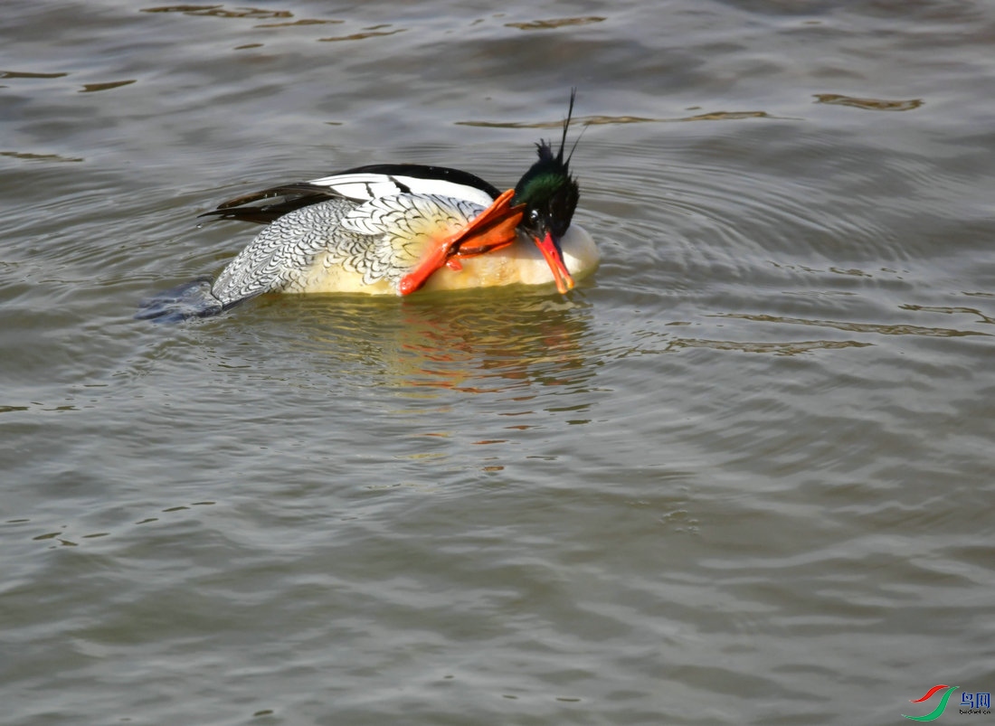 DSC_1167.JPG